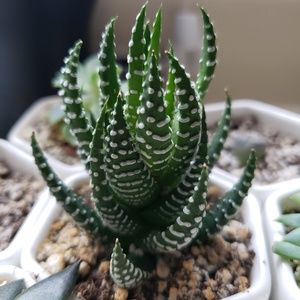 Meet your Posher, Ayla